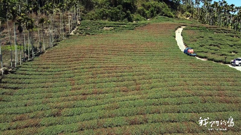 大旱之下越來越難喝到一口茶 氣候變遷下的茶滋味