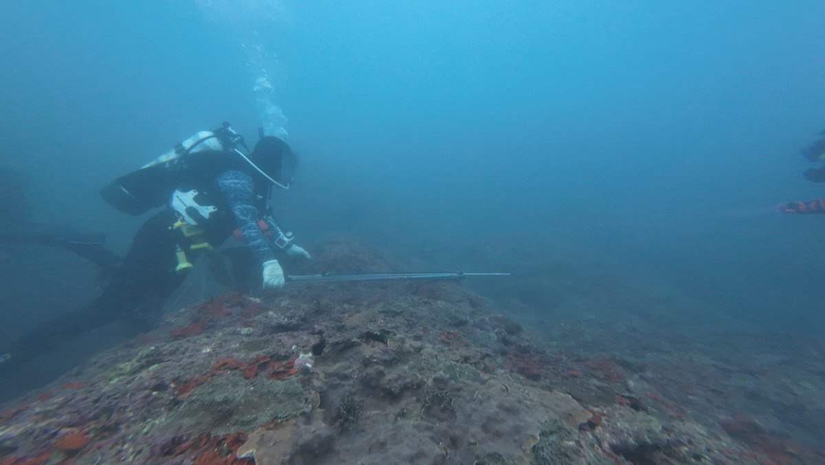浪尖上的魚槍獵人：潛進休閒採補第一現場