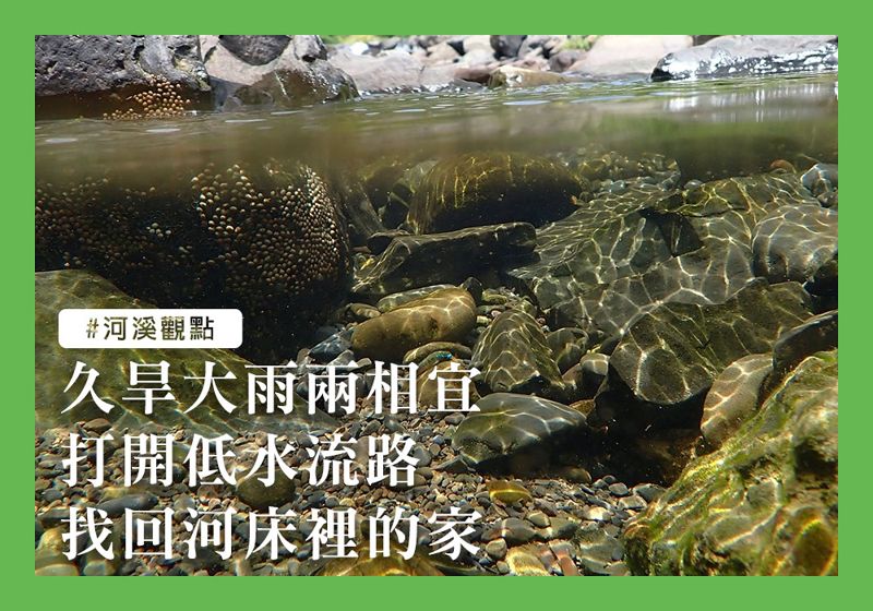 久旱大雨兩相宜 打開低水流路 找回河床裡的家