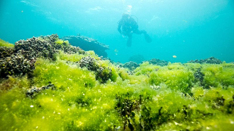 「人類世」來臨 珊瑚白化事件從偶發變日常
