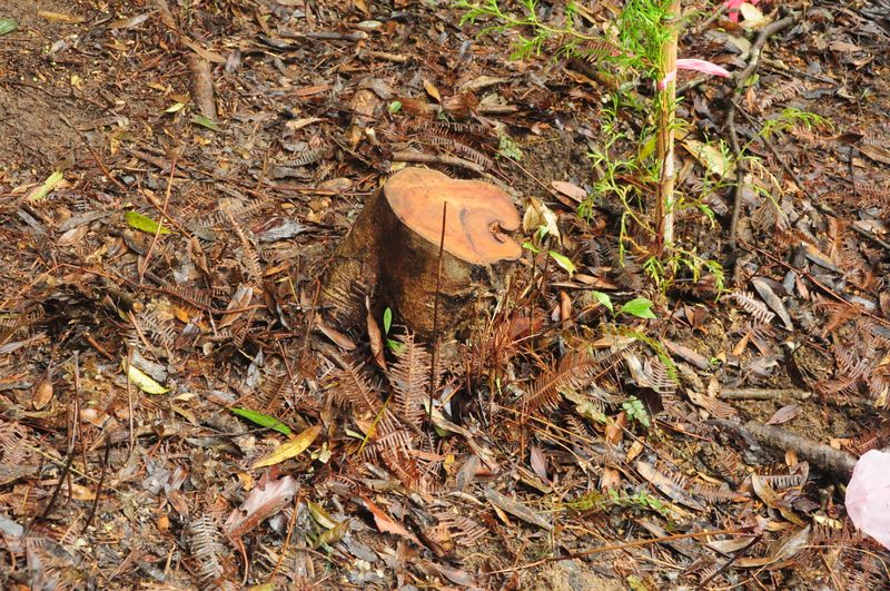 王元才／針對北市府工務局大崙頭、大崙尾山區造林說明回覆