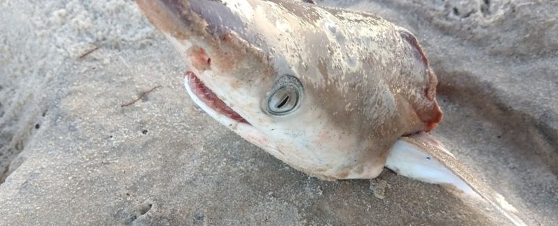 巴西曲齒鯊體內驗出毒品 研究：海水殘有高濃度古柯鹼