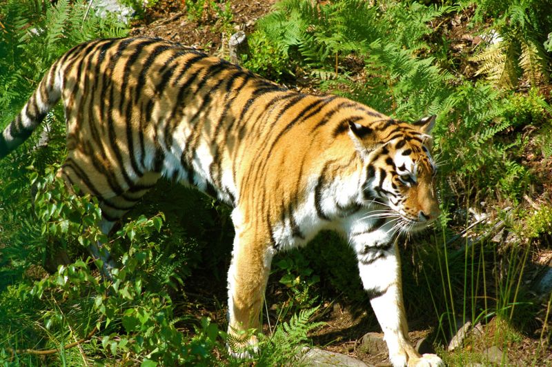 印環境部長：野生動物犯罪集團和恐怖組織有關