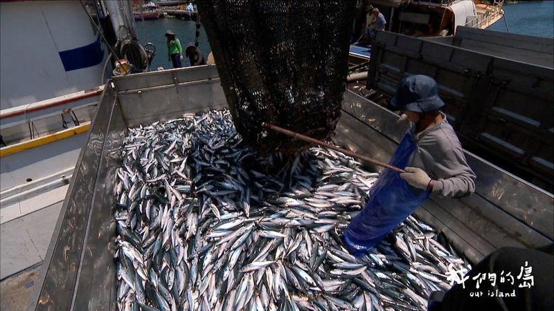永續鯖鰺大挑戰 餐桌上的鯖魚、竹筴魚越來越小隻？