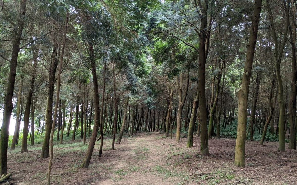 森林碳匯納國產材追蹤、竹林碳匯只見「砍竹」 環境部：補件再審