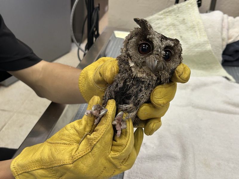 領角鴞被「防鳥膠」黏住致斷羽、皮膚發炎 喪失飛行覓食能力