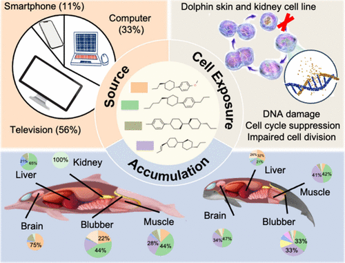 香港研究團隊分析了露脊鼠海豚與中華白海豚的組織樣本後，發現家用電子廢棄物留下的化學污染物質，主要來自電視與電腦螢幕。照片來源：Environ. Sci. Technol. 2026, 60, 9, 7437-7448（CC BY 4.0）