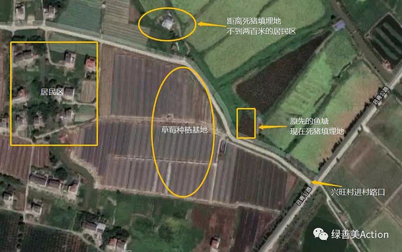 零距離污染環境特攻隊：關注潛在污染 上海數千頭死豬埋在農村魚塘