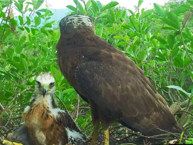 大冠鷲幼鳥「鷲星」直播中離世 疑受鼠藥進入食物鏈影響