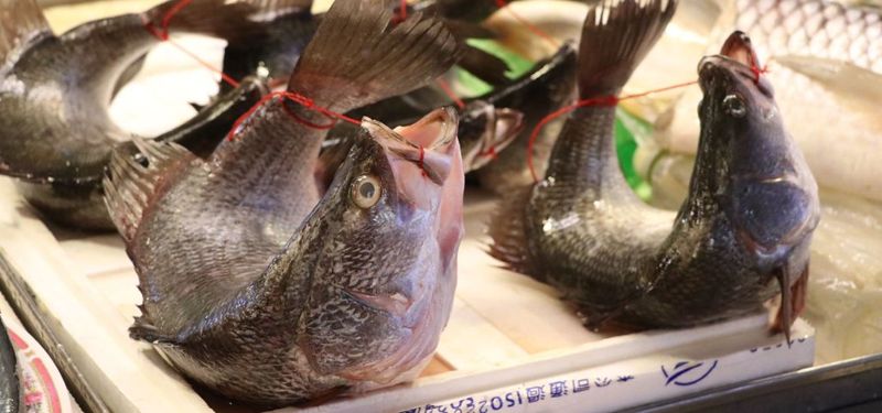 弓魚「尚青」？ 不只讓魚痛苦、更可能有食安風險