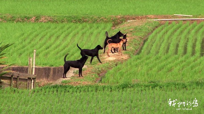 遊蕩犬貓對野生動物造成哪些衝擊？
