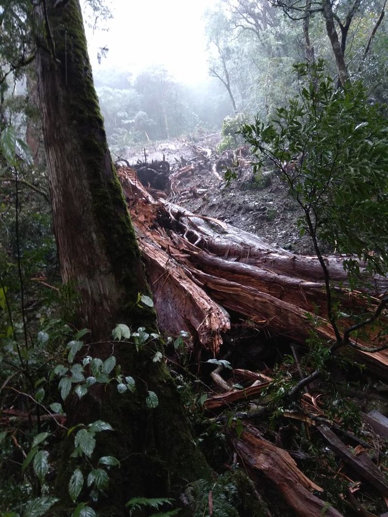 桃園山區連日雨勢影響 拉拉山千年紅檜巨木倒地
