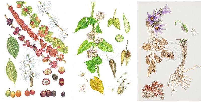 也是「韓流」 植物藝術繪畫20年風潮 精華作品來台展出