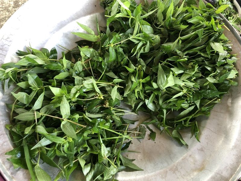 耆老心中的那一味 貓公部落「野菜季節曆」不只好看又好吃