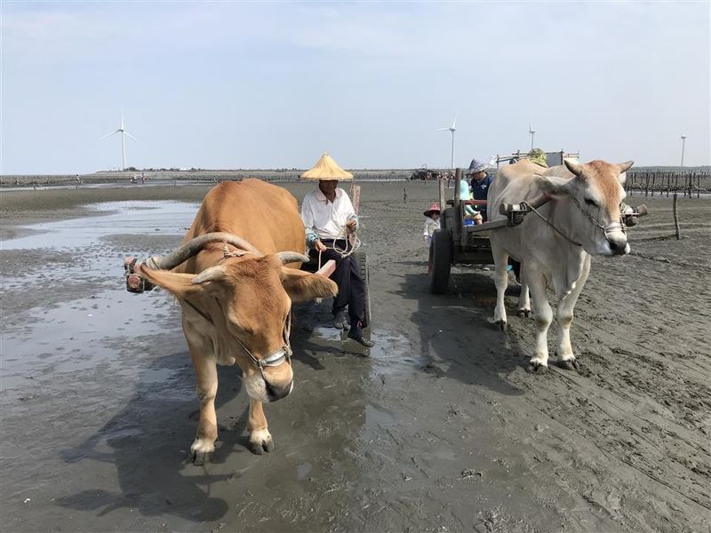 走出國光石化陰影 彰化海岸將申設國家級重要濕地