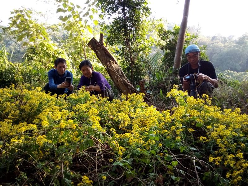 新竹油菊開枝散葉遍地亮黃 林業署與民間協力保育珍稀植物