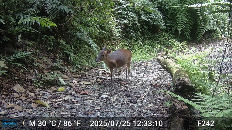 台灣首批62處保育共生地出爐 原民獵人兼顧保育獲OECMs認證