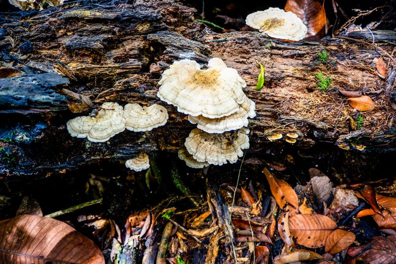 研究：復育微生物群落 有助於提升植物生長率64%