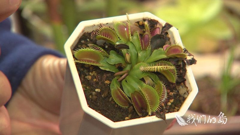 守住食蟲植物 趙怡珊:讓友善農業還它們生活空間