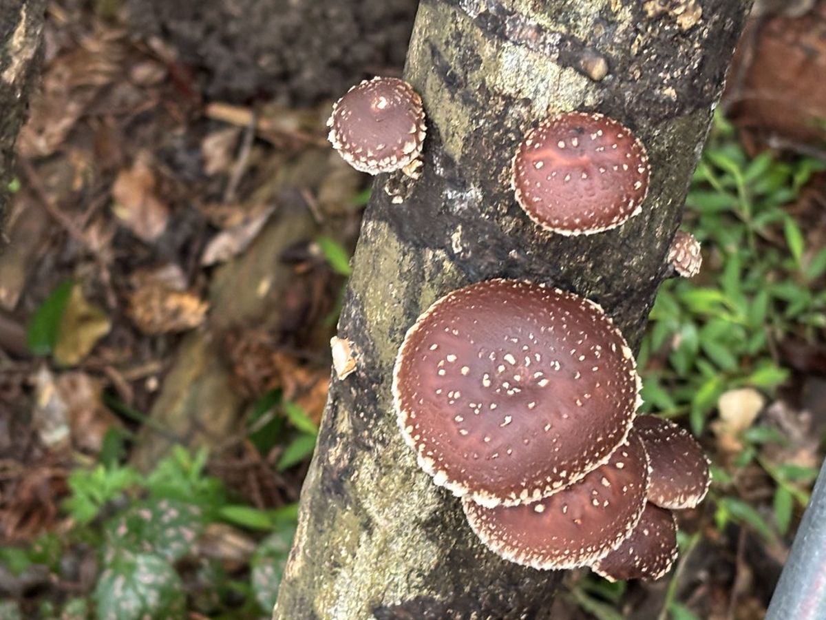 認識友善森林產物認證 買香菇、蜂蜜也能保護森林