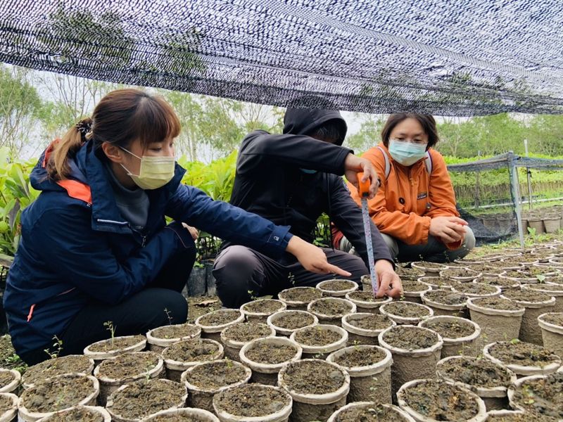 今年贈苗不再附膠盆 植樹愛地球 可分解容器首度上陣