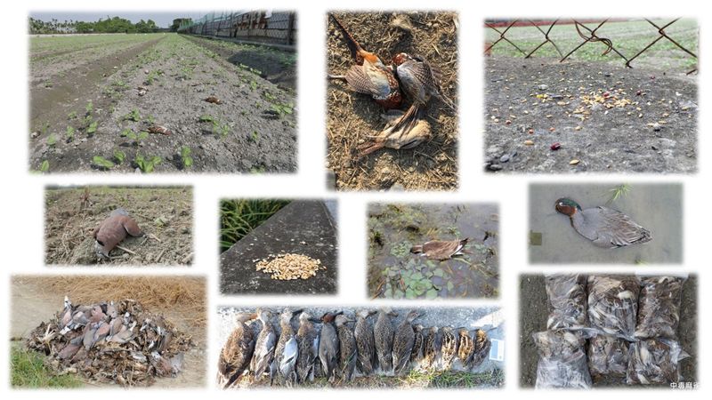 從黑鳶中毒的線索，揭開過去大毒殺的年代（上）