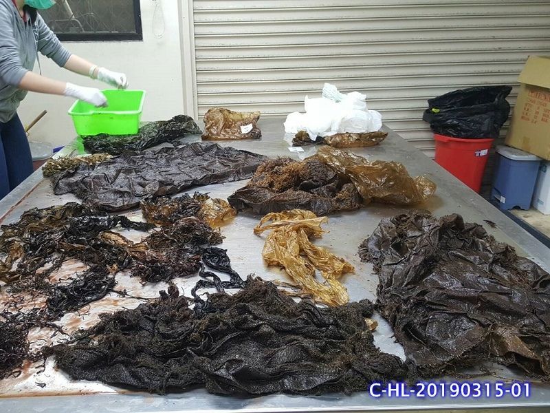 懷孕喙鯨媽媽花蓮擱淺 胃內有大量塑膠垃圾