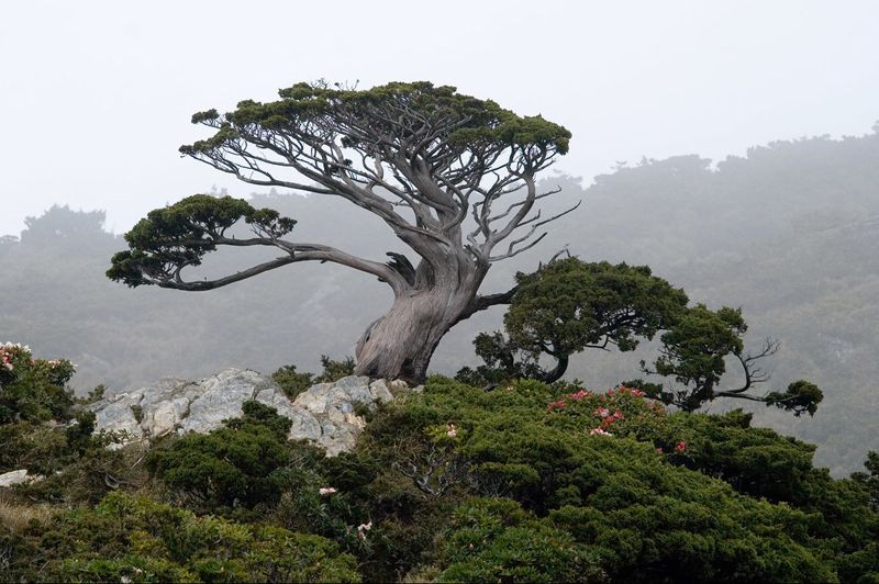 玉山圓柏