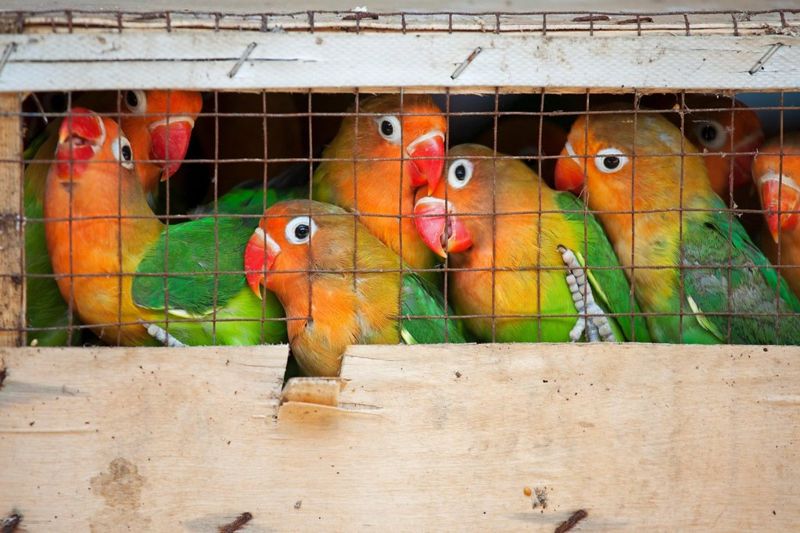 中國「合情」辦理野生動物刑事案件，是否會加深動保困境？