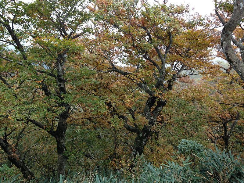 高溫擋不住 本土研究推估2100年山毛櫸面積僅剩15%