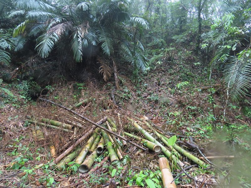 移除老化竹林、種回原生闊葉樹種 南投林管處與社區合作「退竹還林」