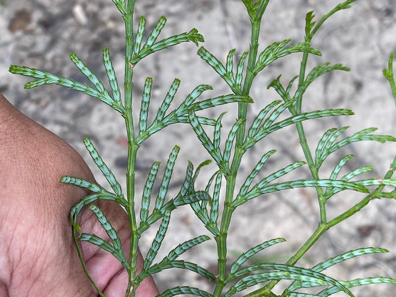 大崙尾山造林種錯樹？ 造林單位送鑑定為肖楠 學者質疑有瑕疵
