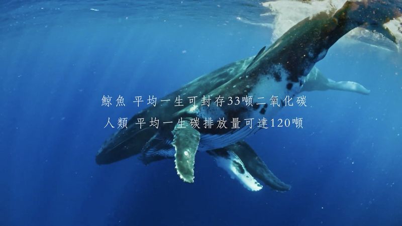 座頭鯨母女互動改編 用盡一生守護地球的「海底超人」——台達《鯨碳之歌》競賽結果出爐