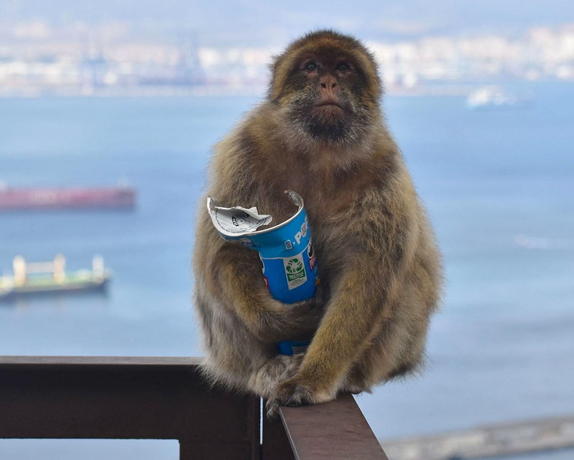 生活在直布羅陀的獼猴疑因長期食用人類食物而引發食土癖。圖為一隻獼猴捧著一罐洋芋片。圖片來源:Martin Nicourt and the Gibraltar Macaques Project(CC BY 4.0)
