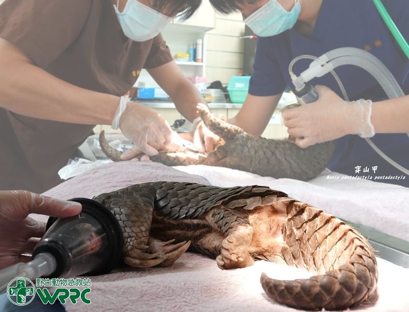 野生動物傷病也要「分級醫療」 特生中心應疫情暫停受理外縣市救治
