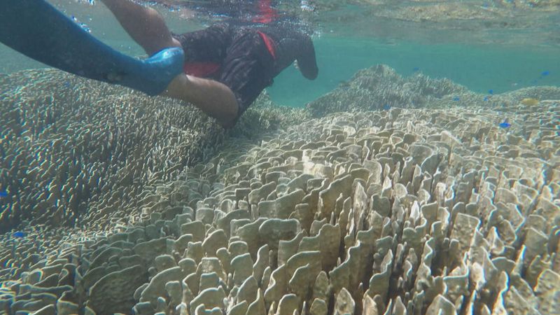 重返魚湧之海 石垣島的挑戰