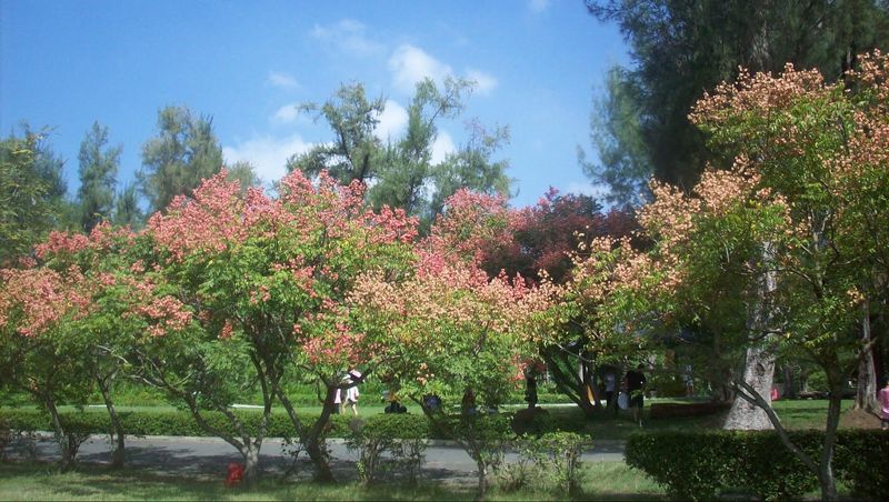 精準賞花誰能神預測？ 特生中心廣邀公民科學家 「拍照打卡」就能貢獻台灣植物物候大數據