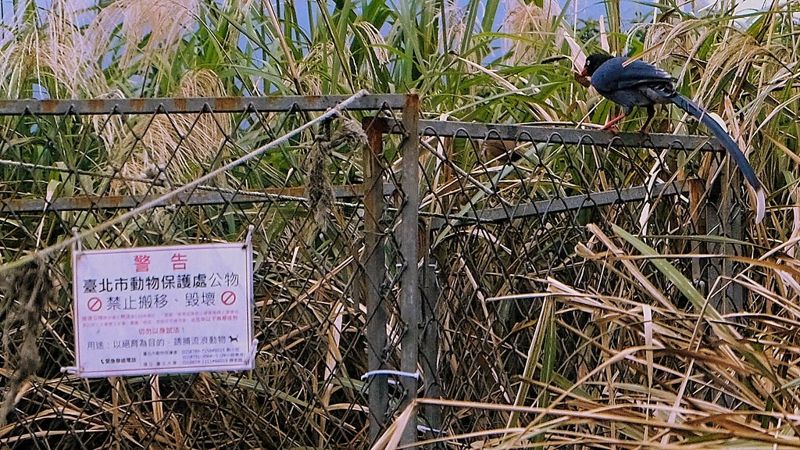 國家公園浪犬問題一天不解決，野生動物將持續受脅