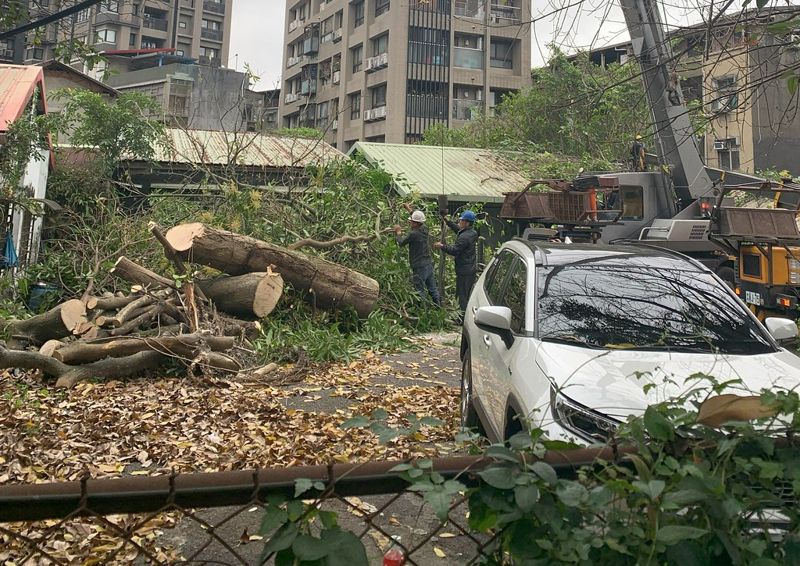 老樹申保中成建商催命符 木柵4樹遭砍揭《北市樹保條例》漏洞