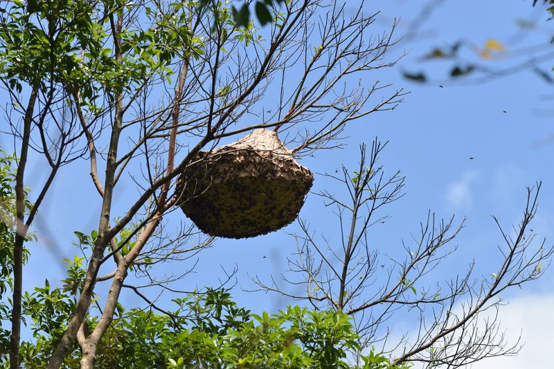 秋高氣爽走入山林 林試所教「避蜂險」妙招