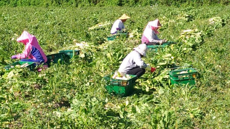 白玉蘿蔔葉當健康食品原料 義美、美濃農會合作推友善耕種