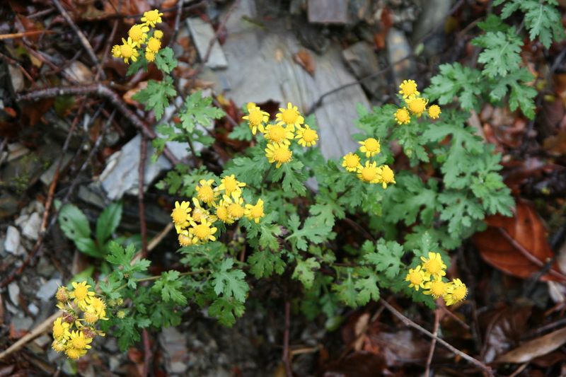 抗旱又藏有經濟價值 嘉大師生平地復育千棵原生種「阿里山油菊」