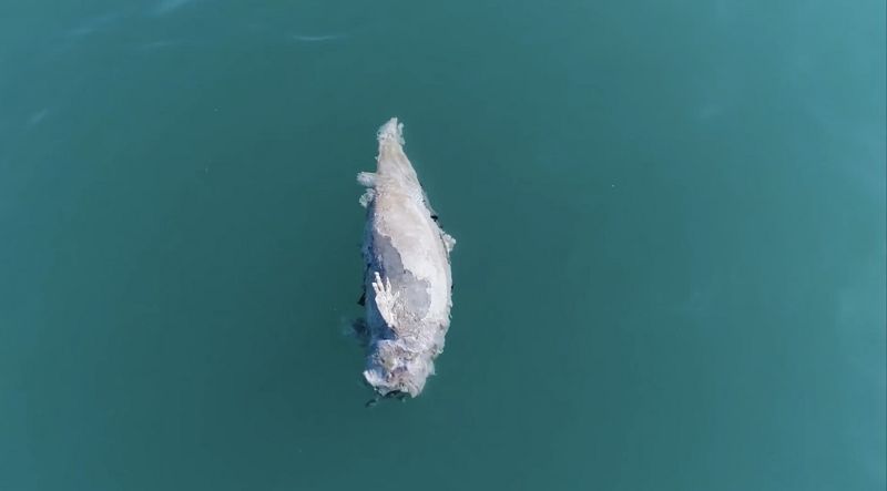 墨西哥犯罪猖獗 加灣鼠海豚受池魚之殃 全球剩10隻