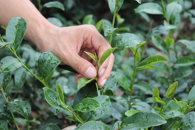 吸一口更甘甜！ 與小綠葉蟬共生 蜜香紅茶傳頌國際