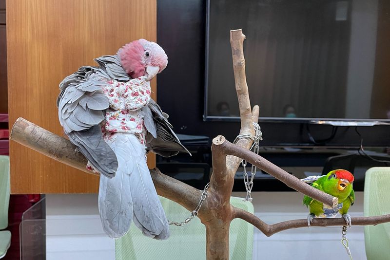 民間先行 動團推寵物鳥飼養指南 揭鳥主飼養觀念不全現況