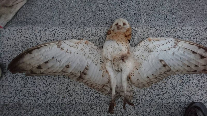 滅鼠藥「通殺」毒死瀕危草鴞 鳥會籲停用毒餌