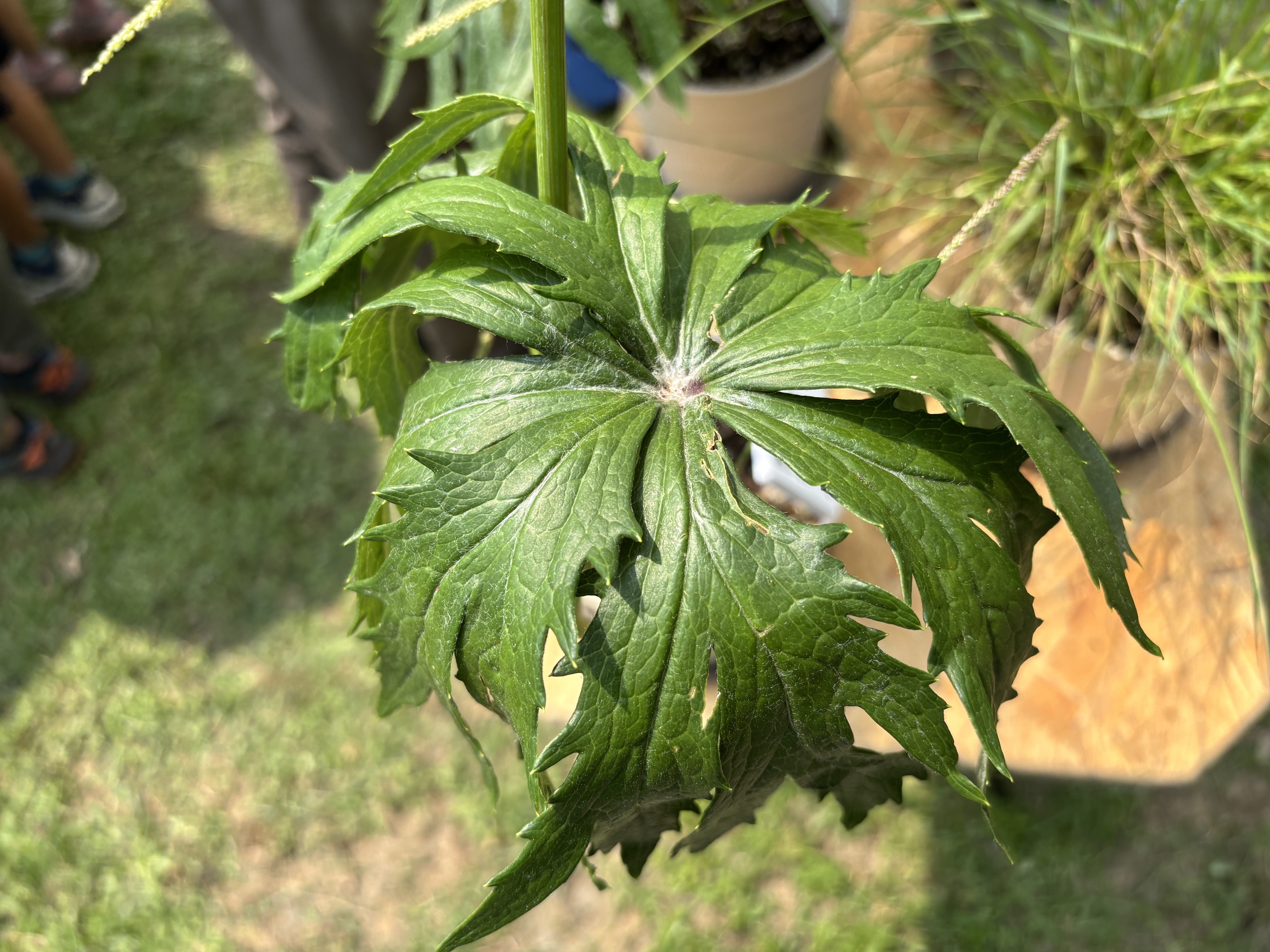 台灣破傘菊。攝影：廖靜蕙（本圖非cc授權／限本文使用）