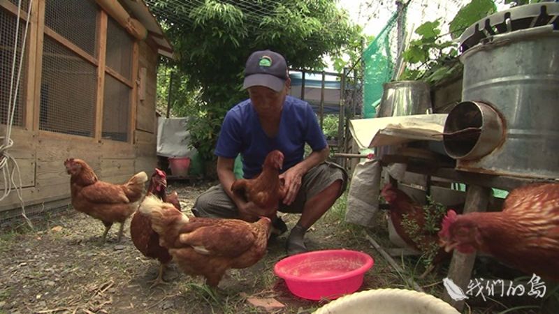 快樂製造雞 食育課老師「雞校長」