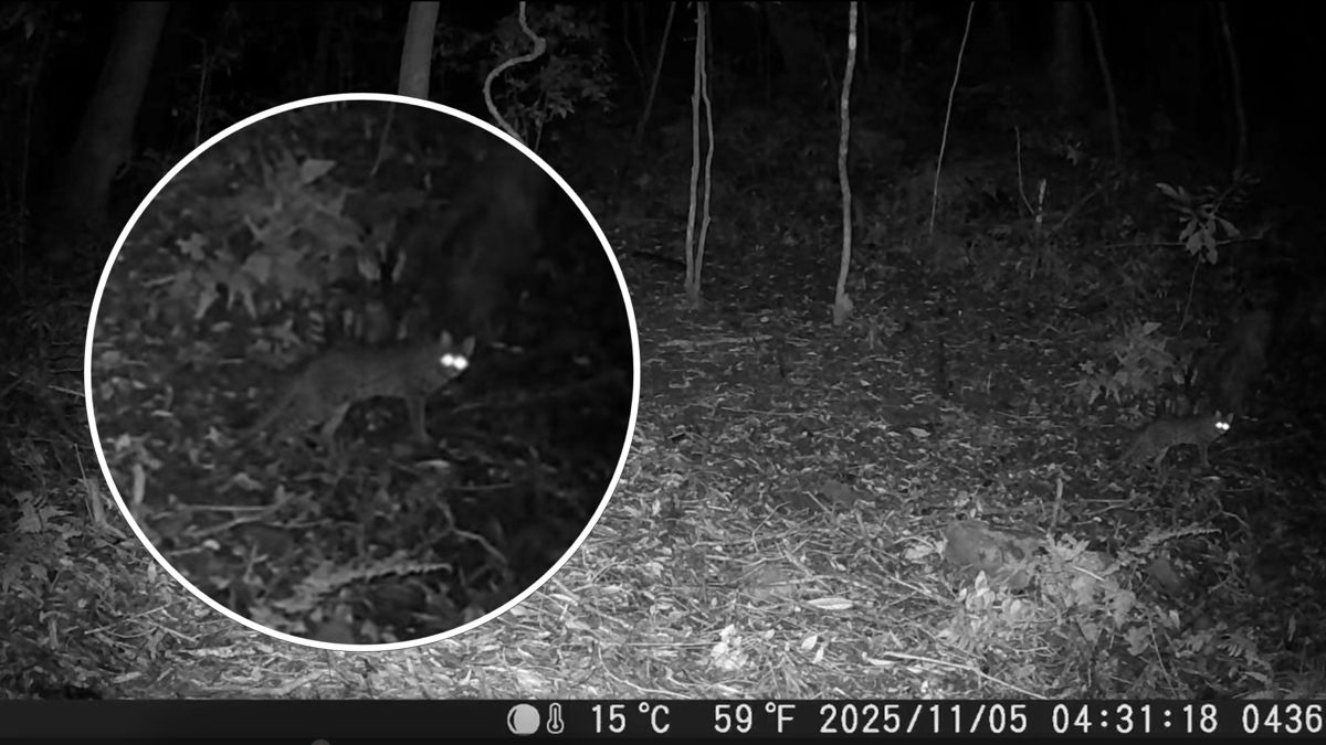 睽違31年 阿里山發現石虎蹤跡 創嘉南地區最高海拔紀錄