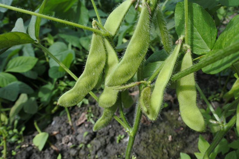 稱霸世界的東方豆類：大豆